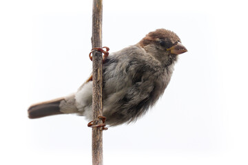 Sparrow bird isolated. Sparrow female songbird (Passeridae, Passer domesticus) perching on dry...