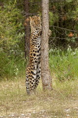 Amur Leopard standing on rear legs on tree, also known as Far East Leopard, Manchuria Leopard and Korean Leopard, critically endangered species.