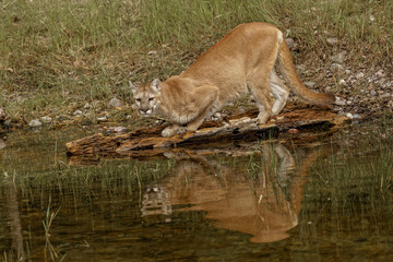 Mountain Lion with reflection.