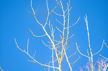 Bare tree branches in winter against a blue sky with wood texture
