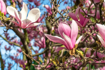 Beautiful flower close up. Blooming magnolia tree.
