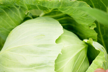 Cabbage in the garden / fresh green cabbage vegetable farm wait harvesting