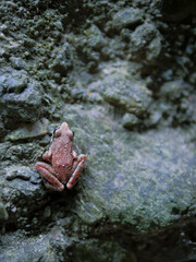 Cute pink tiny frog in a cold and dark cave.