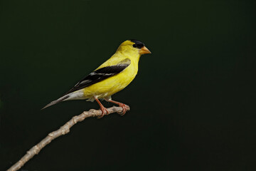 Male American Goldfinch.
