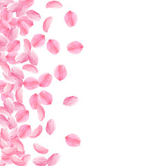 Fototapeta na wymiar Sakura petals falling down. Romantic pink bright big flowers. Thick flying cherry petals. Scatter le
