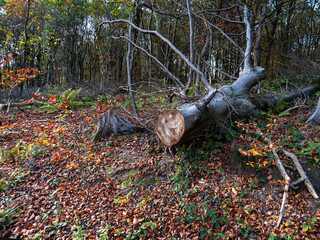 freshly cut trees in the forest