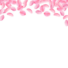 Sakura petals falling down. Romantic pink bright big flowers. Thick flying cherry petals. Square top