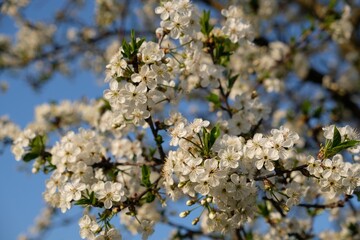 Blossoming plum tree - branch with flowers of fruit tree in spring