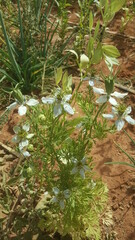 black bean fowers
