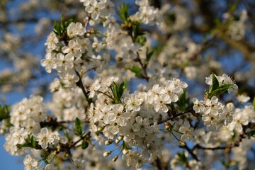Blossoming plum tree - branch with flowers of fruit tree in spring