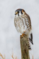 Female American Kestrel in winter.
