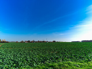 Fototapeta na wymiar blue sky in a field near the city