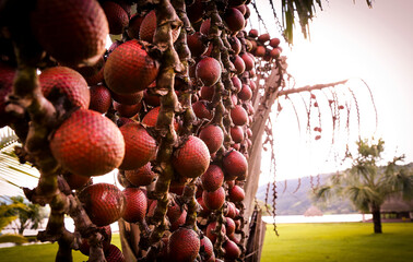Aguaje, red tropical and jungle fruit. Peruvian aphrodisiac fruit. Mauritia flexuosa L.