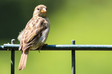 Sparrow bird perched sitting on fence. Sparrow songbird (family Passeridae) sitting and singing on metal fence close up photo with out of focus clean green simple background. Bird wildlife scene.