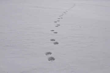 雪の上の動物の足跡