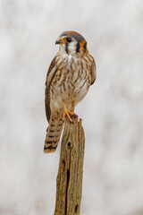 Female American Kestrel.