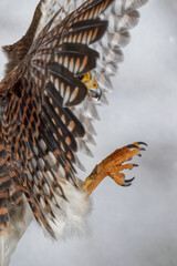 Female American Kestrel.