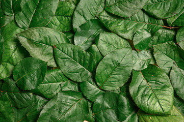 Fototapeta na wymiar Rose leaves background. Green color flat lay.