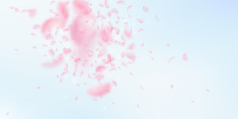 Sakura petals falling down. Romantic pink flowers explosion. Flying petals on blue sky wide backgrou