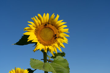 Sunflower closeup against a blue sky