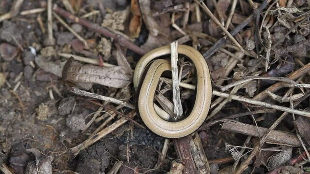 A cute baby Slow worm (Anguis fragilis) making its way down into its burrow in the ground.	