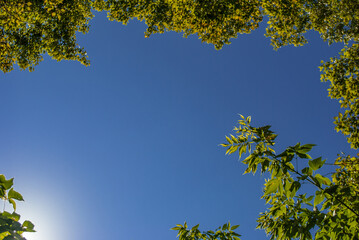 Fototapeta premium Green trees border on blue sky background, bottom view