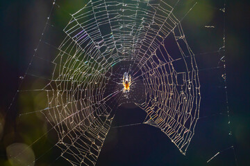 A spider is patiently waiting for a bug to be trapped in his web