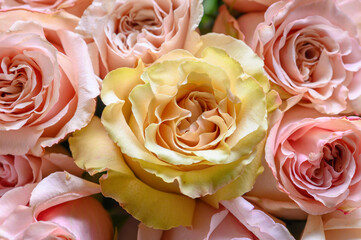 Pastel pink roses texture, top view, close up