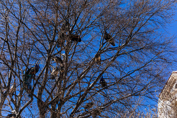 Many peacocks with feathers sit high on tree branches at Vojanovy sady, snow in park Vojan Gardens, bird with beautiful tail, sunny winter day, Prague, Czech Republic