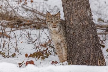 Canada Lynx kitten in winter.