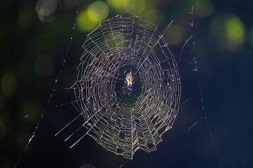 A spider is patiently waiting for a bug to be trapped in his web