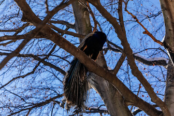 Closeup portrait of peacock with feathers sitting on tree branch at Vojanovy sady, snow in park Vojan Gardens, bird with beautiful tail, sunny winter day, Prague, Czech Republic