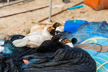 Several chickens sit on bags of fishing nets in a fishing village
