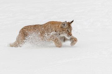 Juvenile Siberian Lynx running through fresh snow. © Danita Delimont