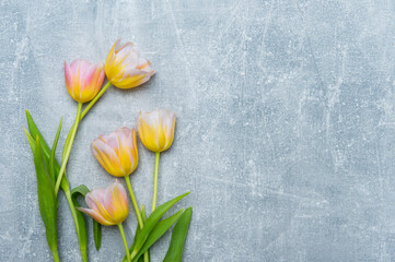 Colorful tulips on concrete background. Copy space for text. Mother's day concept