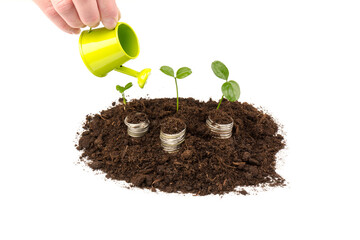 Gold coins in the soil with a young plant. The concept of money growth.