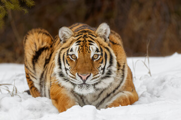 Siberian tiger in winter.