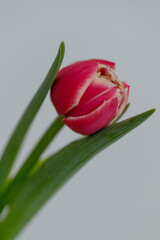 Fototapeta premium spring tulip flowers march rabbit