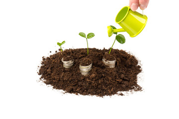 Gold coins in the soil with a young plant. The concept of money growth.