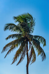 Fototapeta na wymiar palm tree with coconuts sways in the wind during sunset