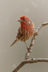 Male House Finch in winter.