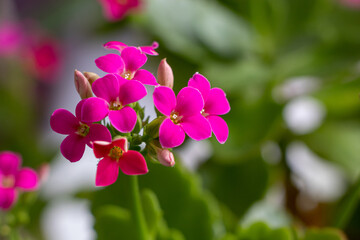 Fototapeta na wymiar Pink flowers of a flaming Katy - Kalanchoe blossfeldiana