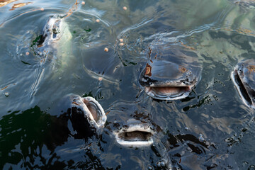 A flock of catfish swims near the surface of the water begging for food. Feeding fish in the park lake