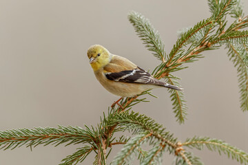 American Goldfinch in winter plumage.