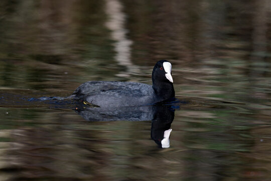 Eurasian coot // Bl&auml;sshuhn, Bl&auml;ssralle (Fulica atra)