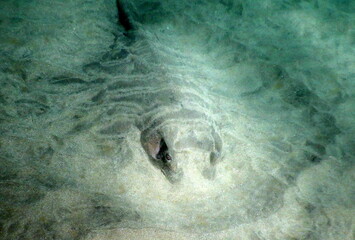 Costa Rica Pacific sea life