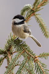 Carolina Chickadee.
