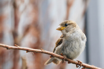 Sparrow bird perched sitting on tree branch. House sparrow songbird (Passer domesticus) sitting and singing on dried brown wood branch. Bird wildlife scene.