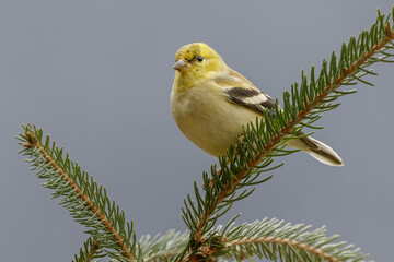 American Goldfinch in winter plumage.