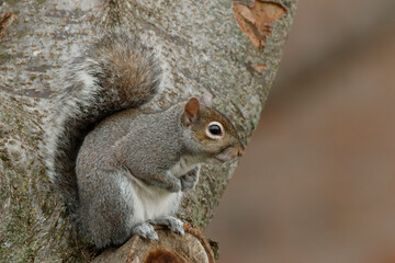 Grey Squirrel.